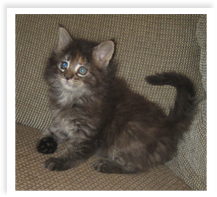 cat-left