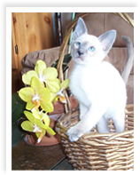 cat-middle
